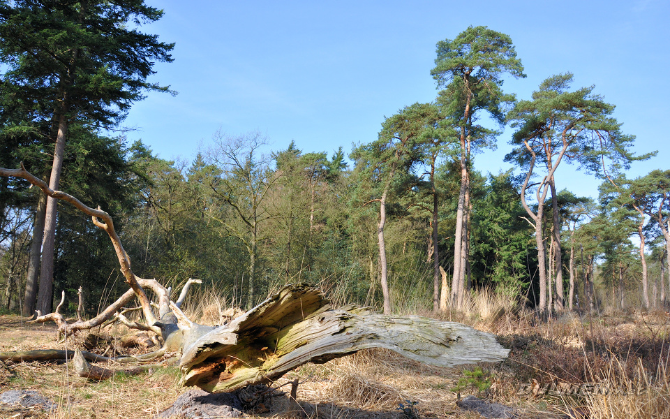 Dead tree trunk